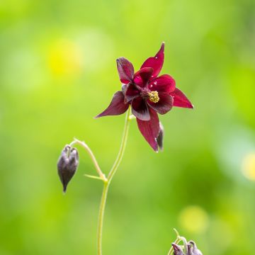 Sysiakileija - Aquilegia atrata