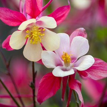 Jaloakileija Rose Queen