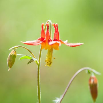 Tuliakileija - Aquilegia formosa