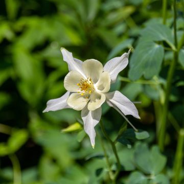 Tuoksuakileija - Aquilegia fragrans