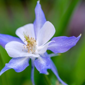 Lehtoakileija Blue Star