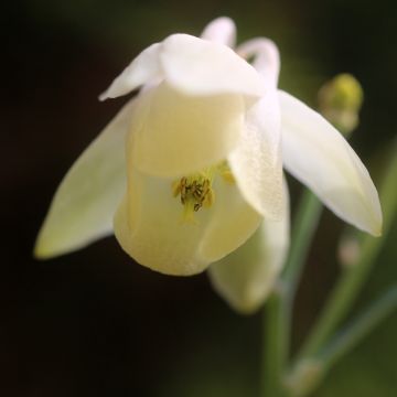Akileija var. pumila alba