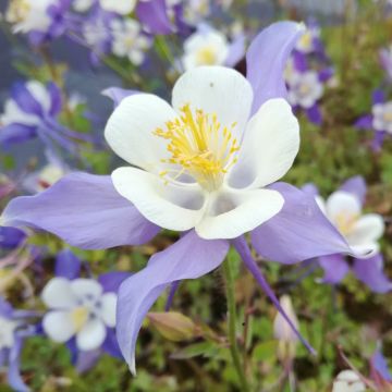 Akileija - Aquilegia caerulea