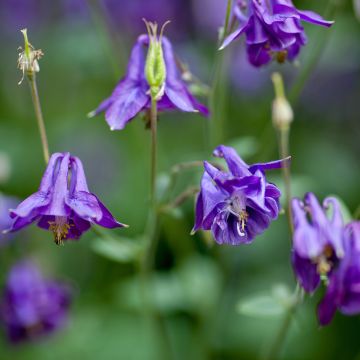 Alppiakileija - Aquilegia alpina
