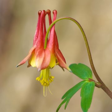 Kanadanakileija - Aquilegia canadensis