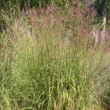 Isovarrasheinä Prairie Sommer