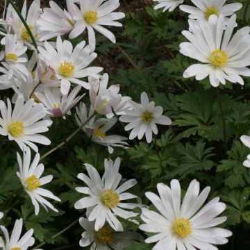 Balkaninvuokko White Splendour