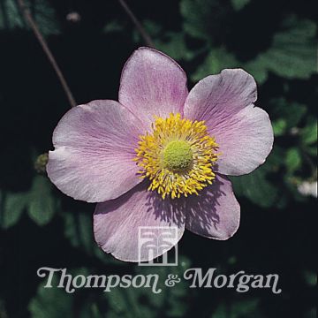Tarhasyysvuokko Japonica (siemenet)