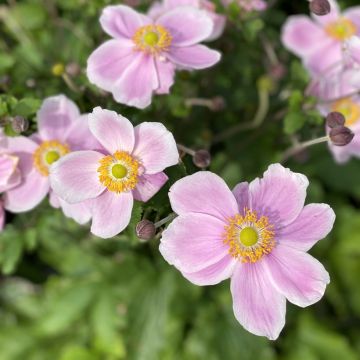 Tarhasyysvuokko Royal Blush