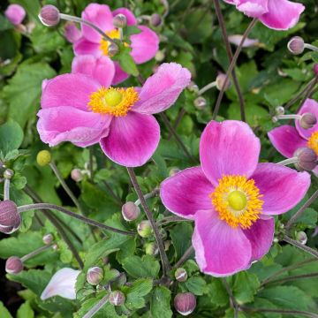 Tarhasyysvuokko Royal Pink