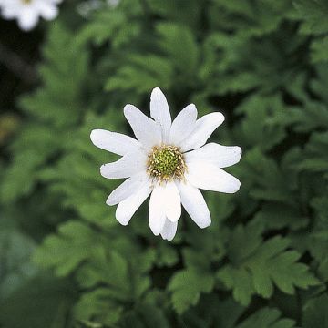 Apenniinienvuokko Alba