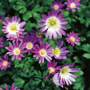 Balkaninvuokko Violet Star