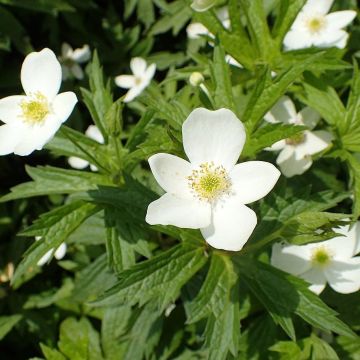 Kanadanvuokko - Anemone canadensis