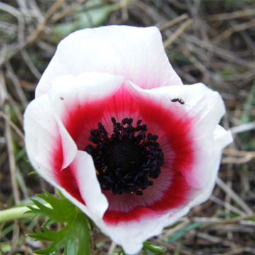 Kruunuvuokko Bicolor