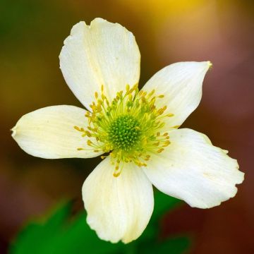 Lieriövuokko - Anemone cylindrica