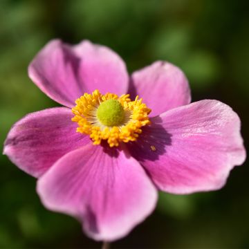Syysvuokko Alando Rose