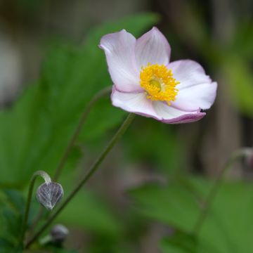 Tarhasyysvuokko Hadspen Abundance