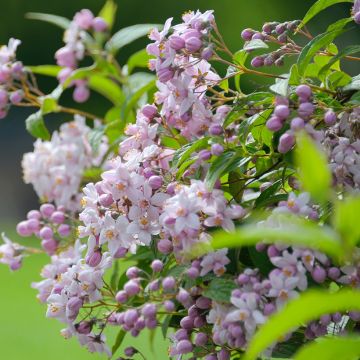 Nietospensas Mont Rose