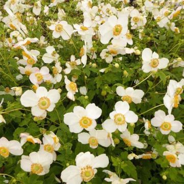 Syysvuokko Pretty Lady Maria