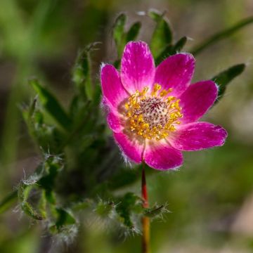 Amerikanvuokko Rosea