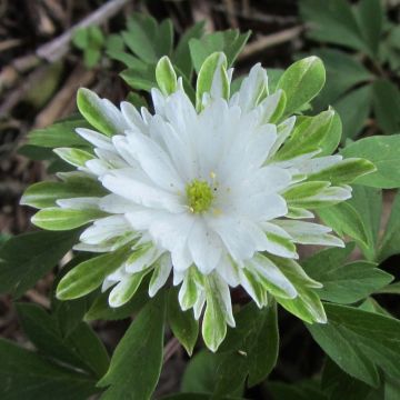 Valkovuokko Bracteata Plena