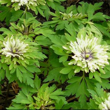 Valkovuokko Virescens