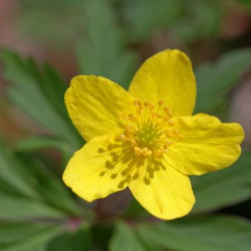 Keltavuokko - Anemone ranunculoides