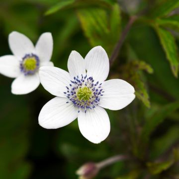 Lieriövuokko - Anemone tetrasepala