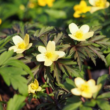 Keltavuokko - Anemone nemorosa x ranunculoides