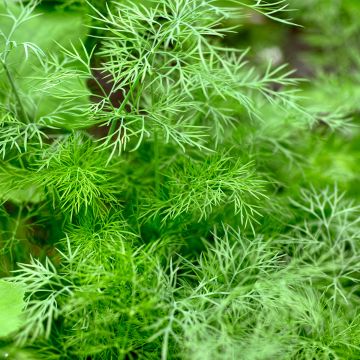 Maustetilli Thalia luomu