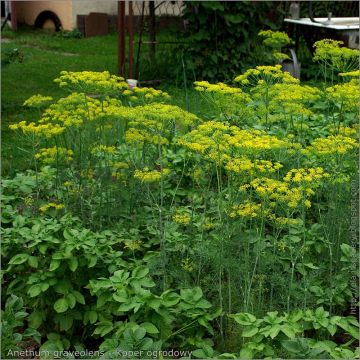 Maustetilli luomu taimena - Anethum graveolens