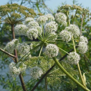 Karhunputke - Angelica heterocarpa