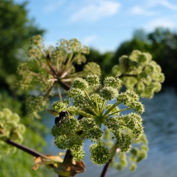 Amerikankarhunputki - Angelica atropurpurea