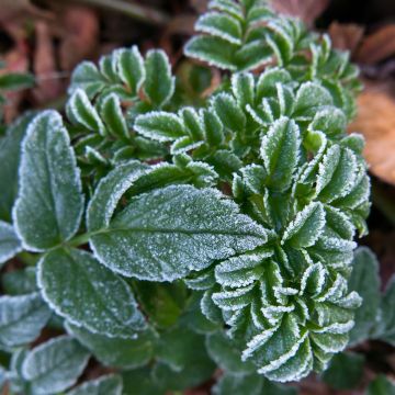 Karhunputke - Angelica pachycarpa
