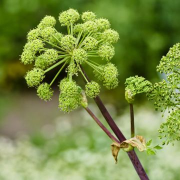 Väinönputki - Angelica archangelica