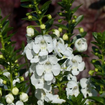 Angelonia angustifolia Angelface Carrara White