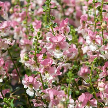 Angelonia angustifolia Angelface Wedgewood Pink