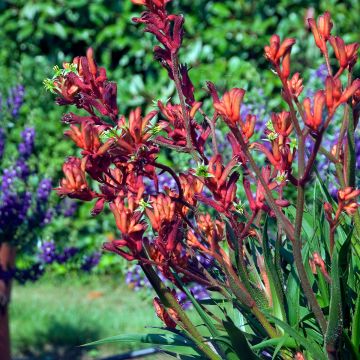 Kenguruntassu Bush Inferno