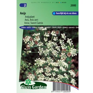 Anisruoho - Pimpinella anisum
