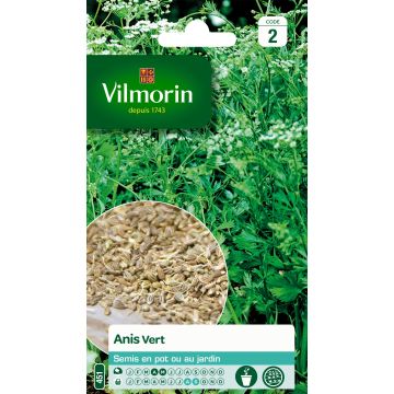 Anisruoho Vilmorin - Pimpinella anisum