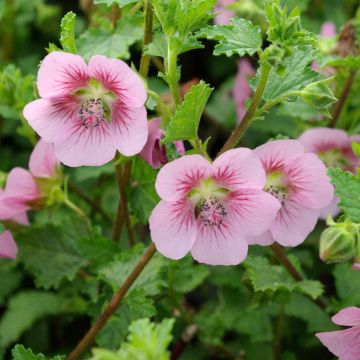Huonemalva Miss Pinky