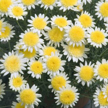 Kanarianmarketta Daisy Crazy Sole Mio