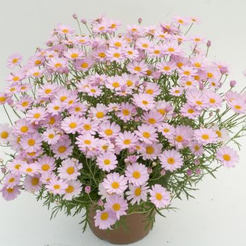 Kanarianmarketta Daisy Crazy Summit Pink