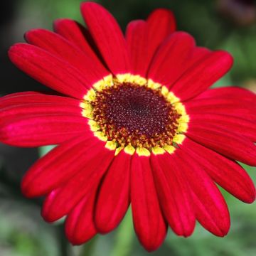 Kanarianmarketta Grandaisy Ruby