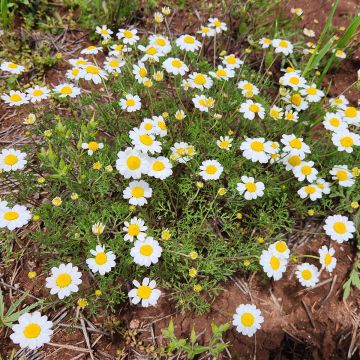 Sauramo - Anthemis cretica