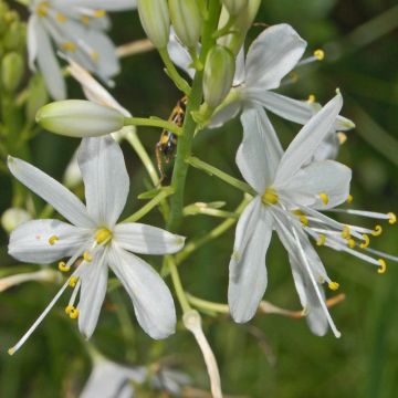 Haarahietalilja - Anthericum ramosum