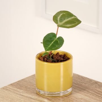 Herttaflamingokukka Dorayaki x magnificum