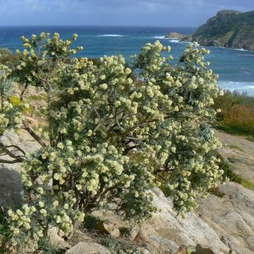 Partamasmalo - Anthyllis barba-jovis