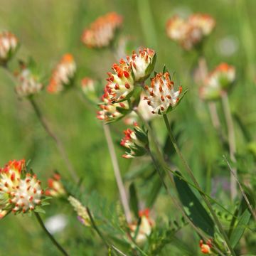 Masmalo var. coccinea