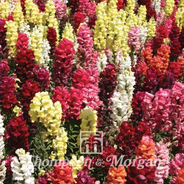 Leijonankita Nanum Dwarf Bedding Mixed (siemenet)